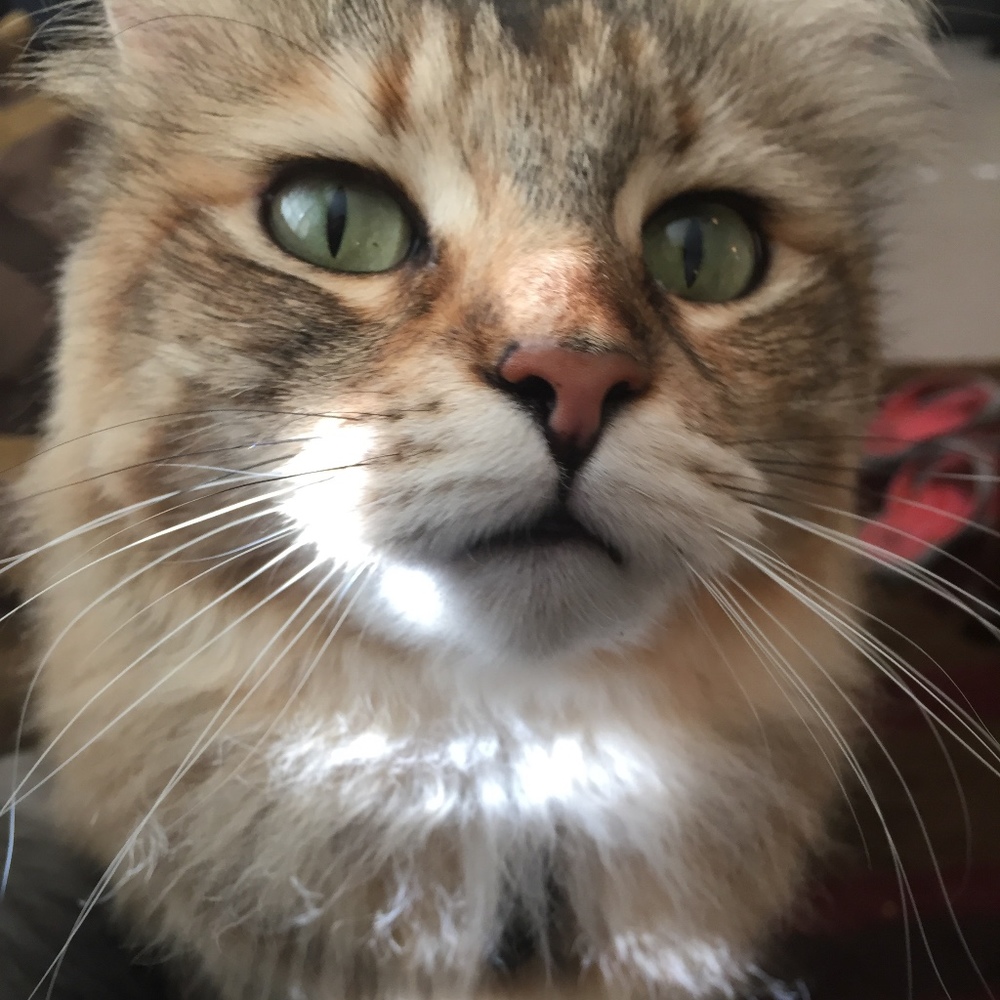 Meet your Posher, Scout the Lady & Amanda